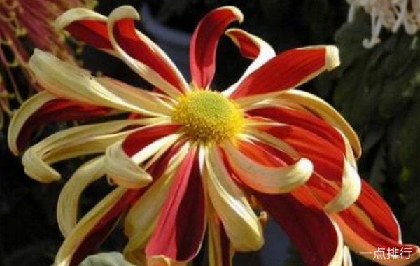 菊花品种有哪些