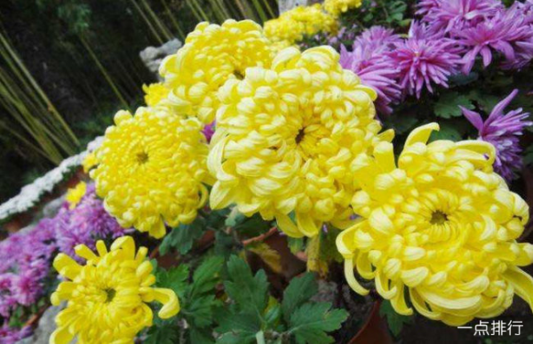 菊花品种有哪些