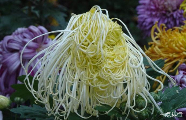 菊花品种有哪些