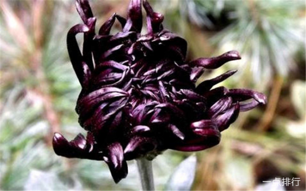 菊花品种有哪些