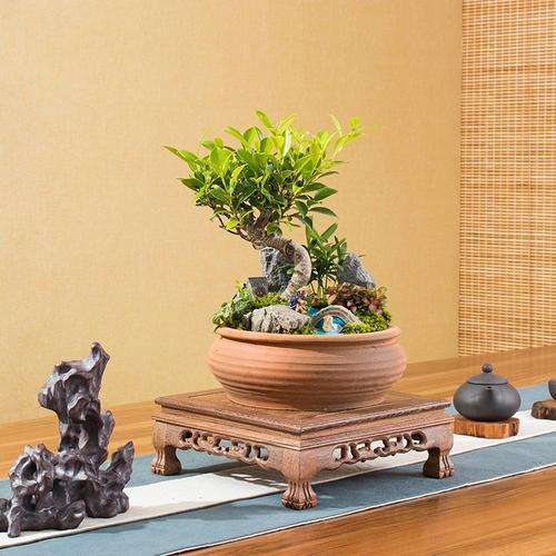 虎皮榕树盆景怎么养
