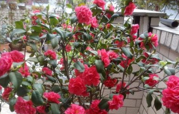 室内山茶花怎么养