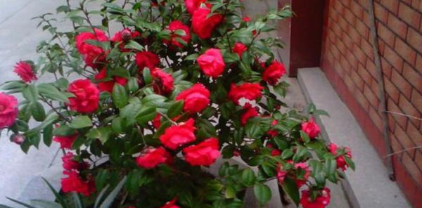 室内山茶花怎么养
