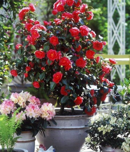 室内山茶花怎么养