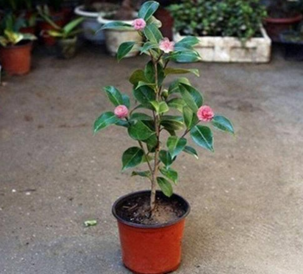 室内山茶花怎么养
