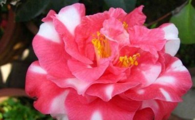 茶花品种哪个好养 盘点十种常见的茶花