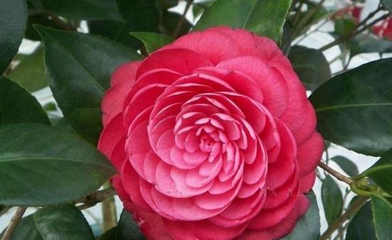 茶花品种哪个好养