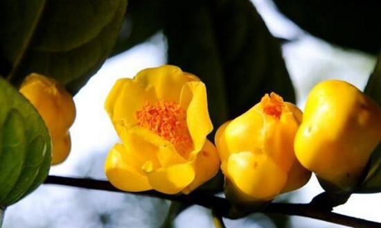 茶花品种哪个好养