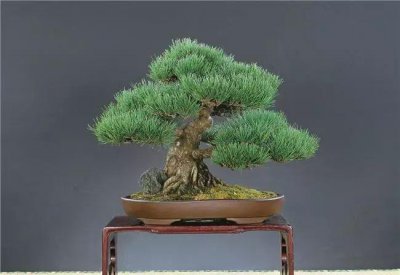 松树种类有哪几种 盘点中国十大松树品种