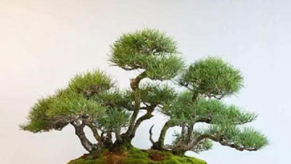 松树种类有哪几种