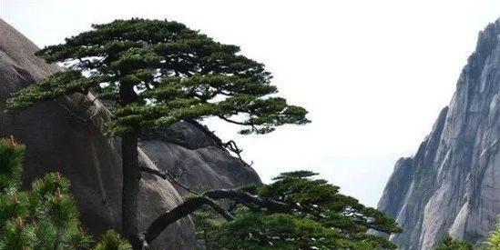 松树种类有哪几种