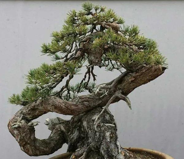 松树种类有哪几种