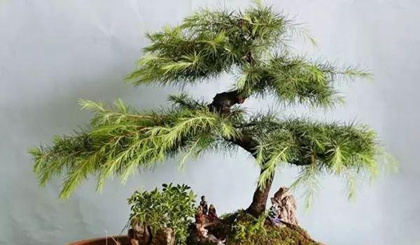 松树种类有哪几种
