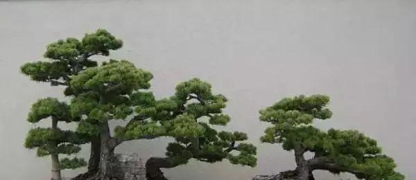 松树种类有哪几种