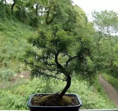 松树种类有哪几种