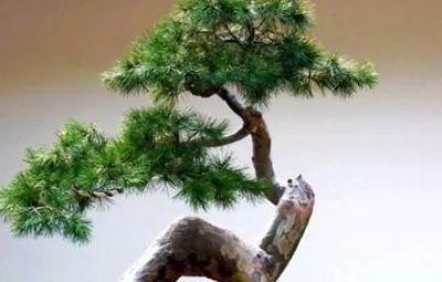 松树种类有哪几种