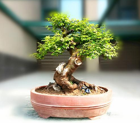 豆瓣黄杨怎么养殖