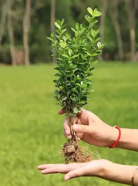 豆瓣黄杨怎么养殖
