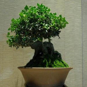 枸骨盆景怎么养 枸骨盆景的养护与管理