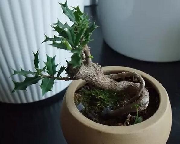 枸骨盆景怎么养