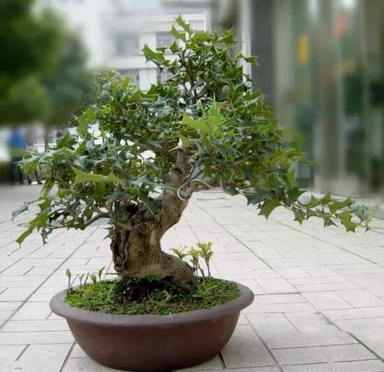 枸骨盆景怎么养