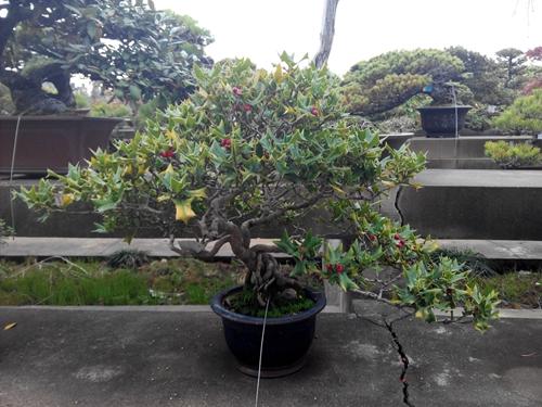 枸骨盆景怎么养