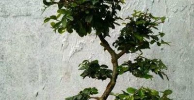 大叶榆树盆景怎么养 有关愉树盆景养护知识