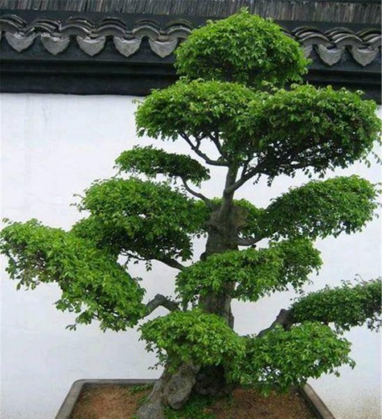大叶榆树盆景怎么养