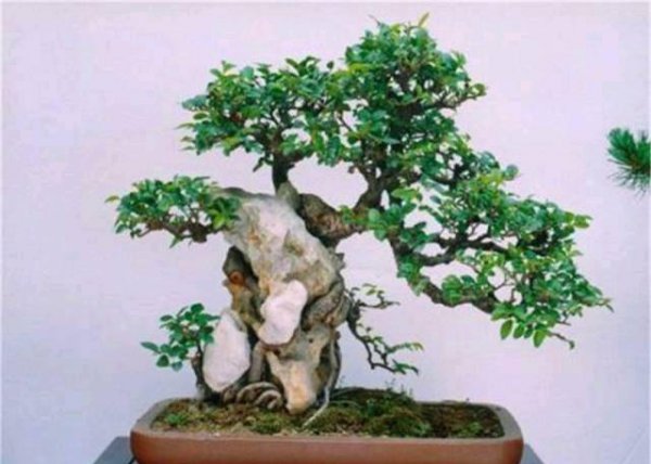 大叶榆树盆景怎么养