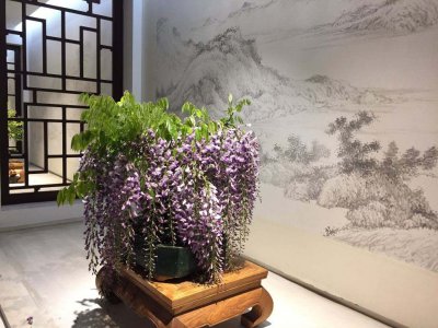 紫藤盆景怎么种 详解紫藤养护小窍门