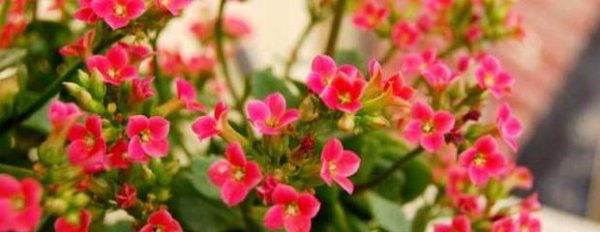长寿花怎么繁殖