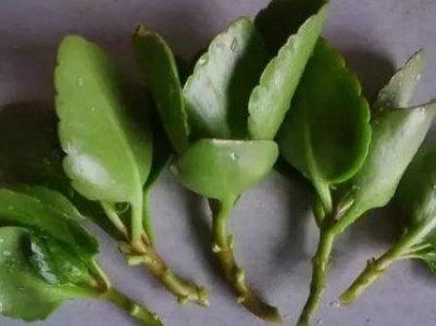 长寿花怎么繁殖