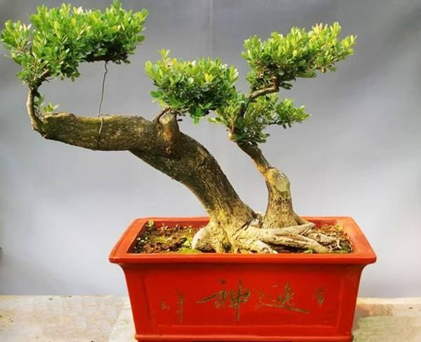 黄杨树盆景怎么养