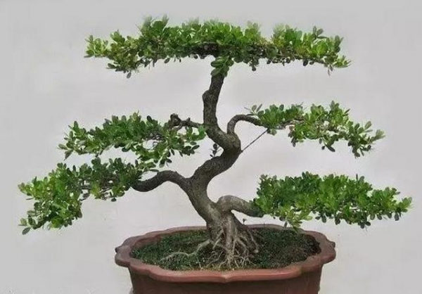 黄杨树盆景怎么养