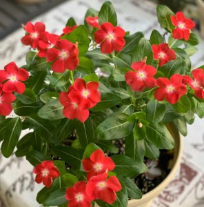 长春花盆景怎么养 长春花的养护知识
