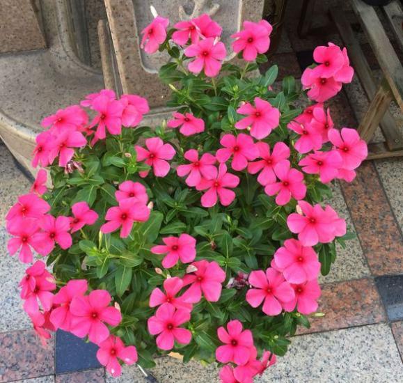 长春花盆景怎么养