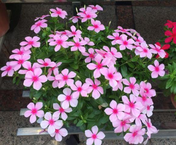 长春花盆景怎么养