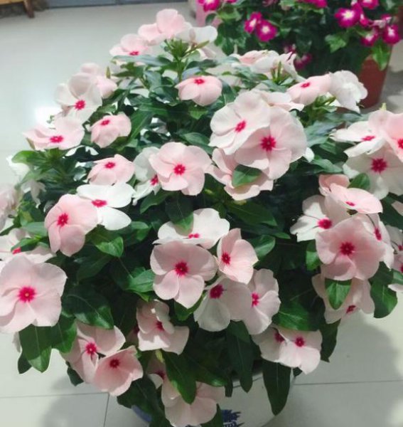 长春花盆景怎么养