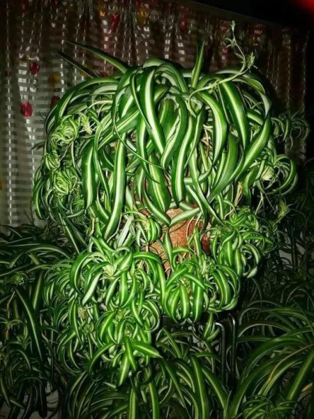 吊篮花卉品种有哪些
