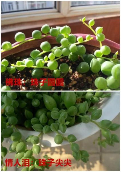 吊篮花卉品种有哪些