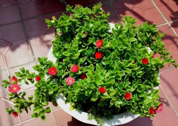 吊篮花卉品种有哪些