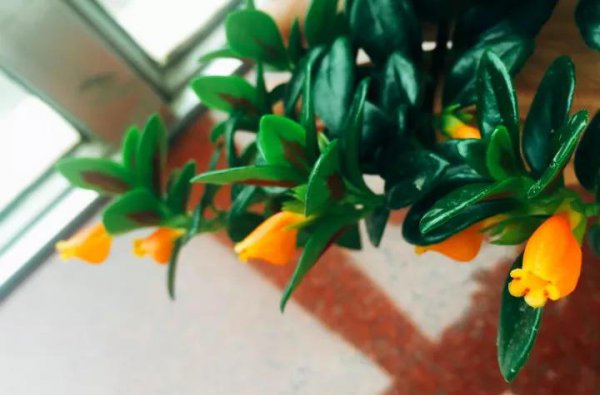吊篮花卉品种有哪些