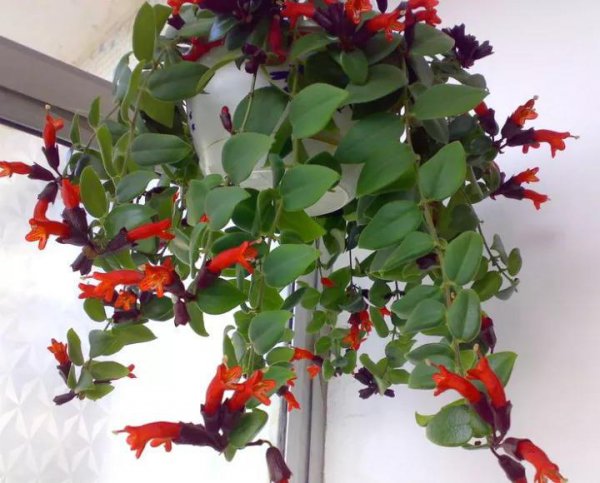 吊篮花卉品种有哪些