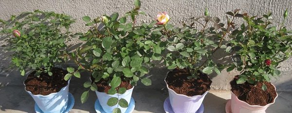 四季玫瑰花盆栽怎么养