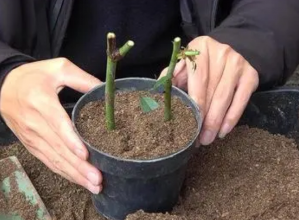 四季玫瑰花盆栽怎么养