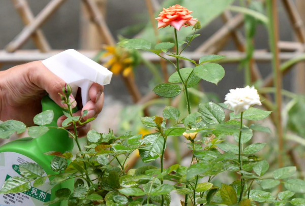 四季玫瑰花盆栽怎么养