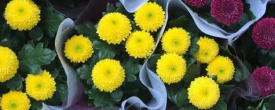 盆栽菊花怎么养 菊花养殖方法和管理
