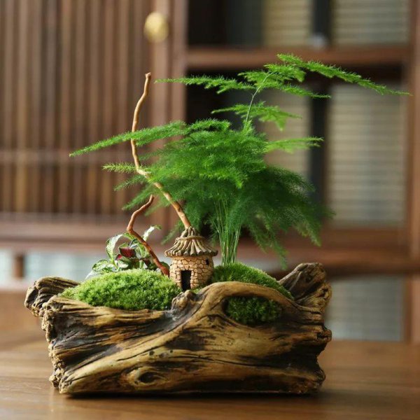耐阴植物花卉有哪些