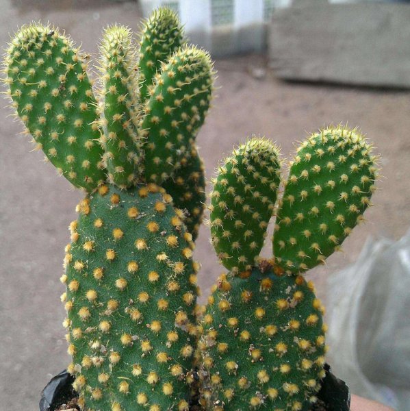 仙人掌花怎么养