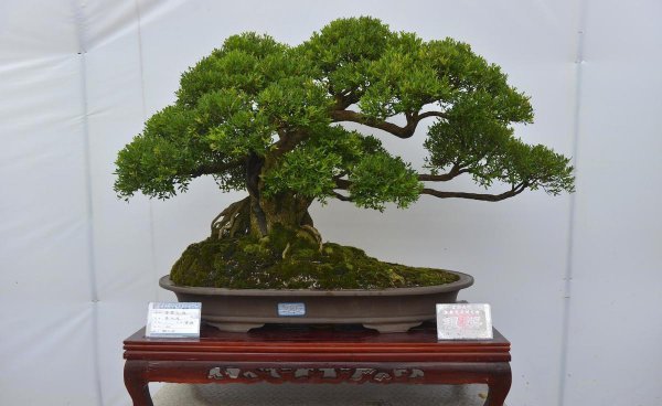 马尾松盆景怎么养